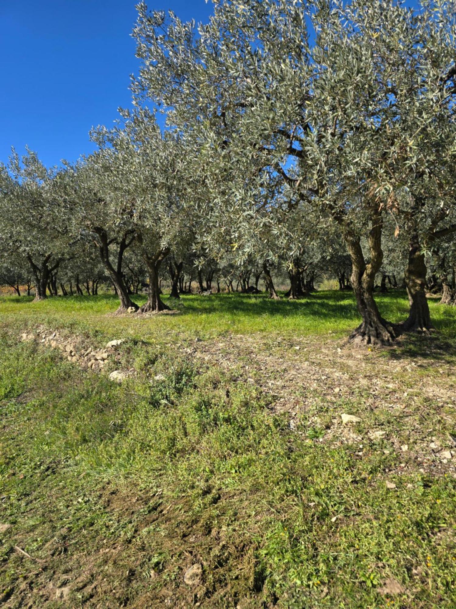 A L'Oree Des Oliviers Venterol  Exterior foto
